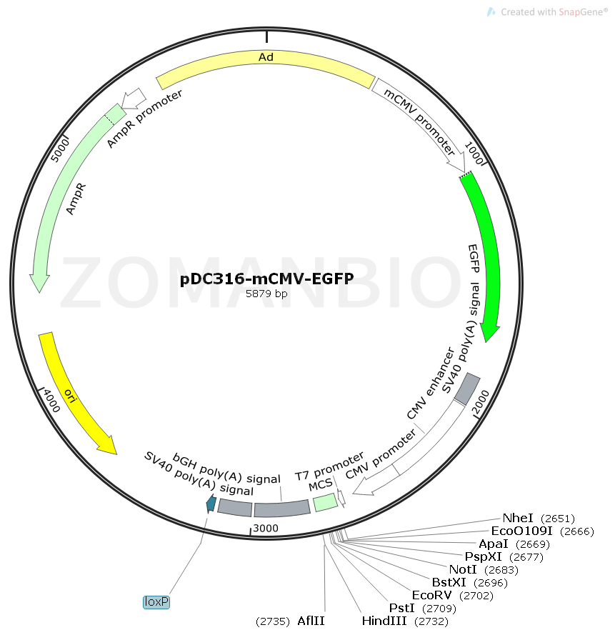 ZK1779  pDC316-mCMV-EGFP.png
