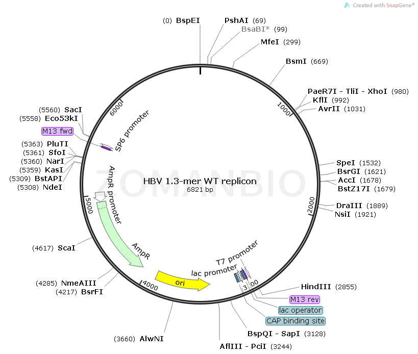 ZK1551 HBV 1.3-mer WT replicon.png