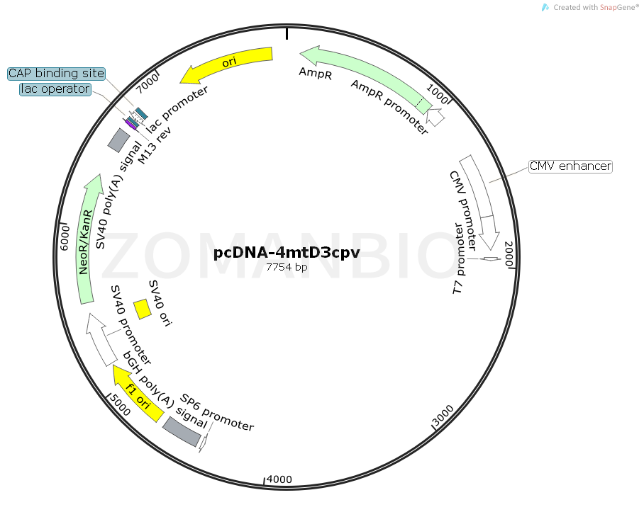 ZK1553  pcDNA-4mtD3cpv.png