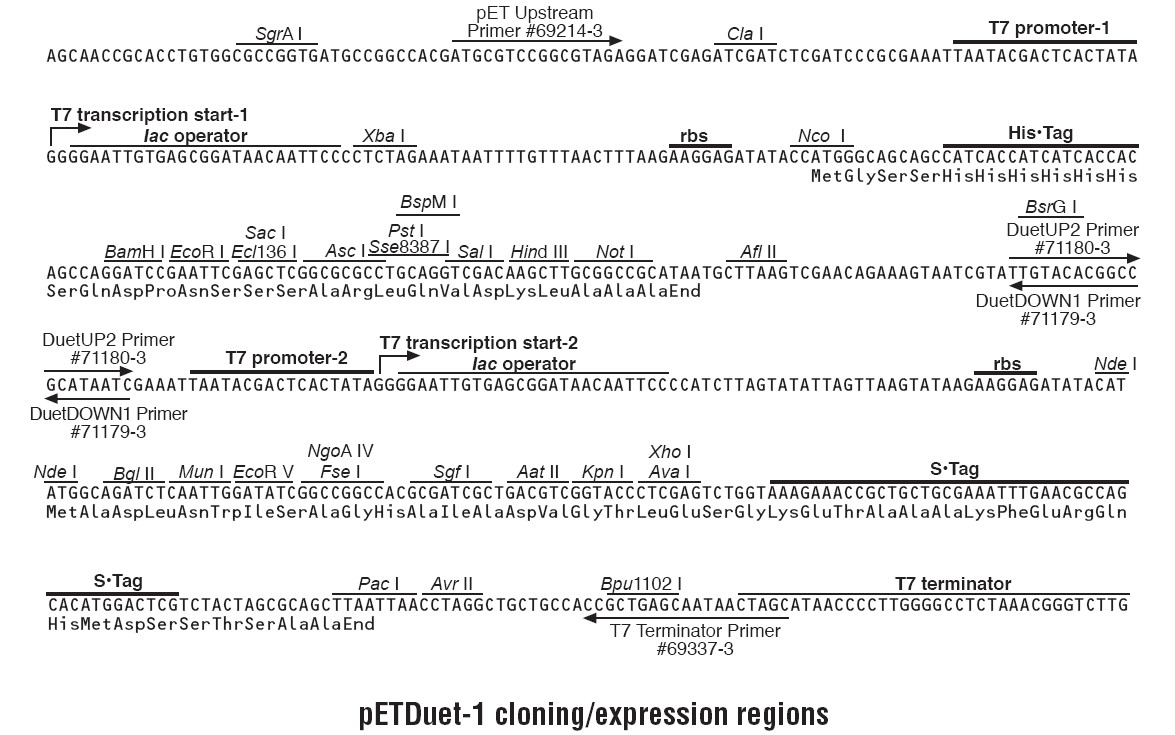 ZK1684 -1  pETDuet-1.png