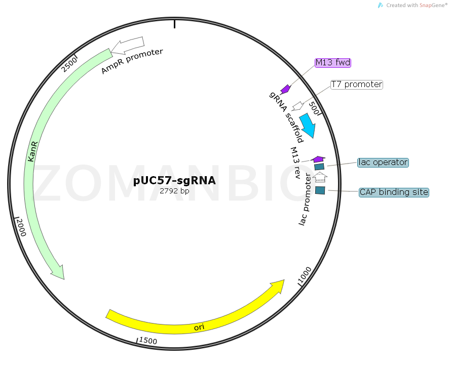 ZK1705 pUC57-sgRNA.png