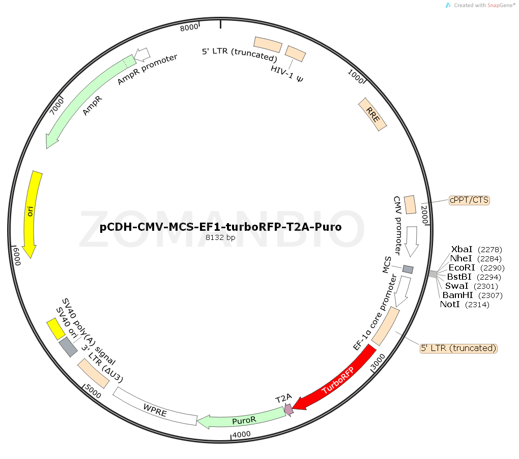 ZK1716 pCDH-CMV-MCS-EF1-turboRFP-T2A-Puro.png
