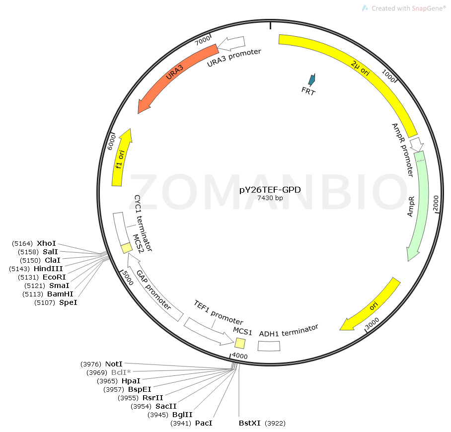 ZK1718 pY26TEF-GPD.png