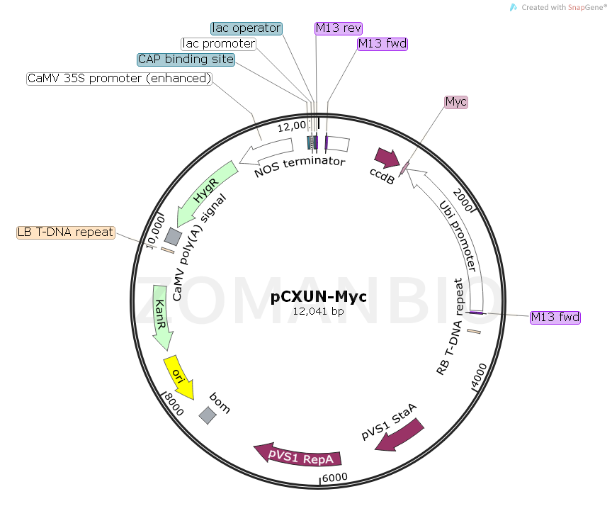 ZK1723  pCXUN-Myc.png