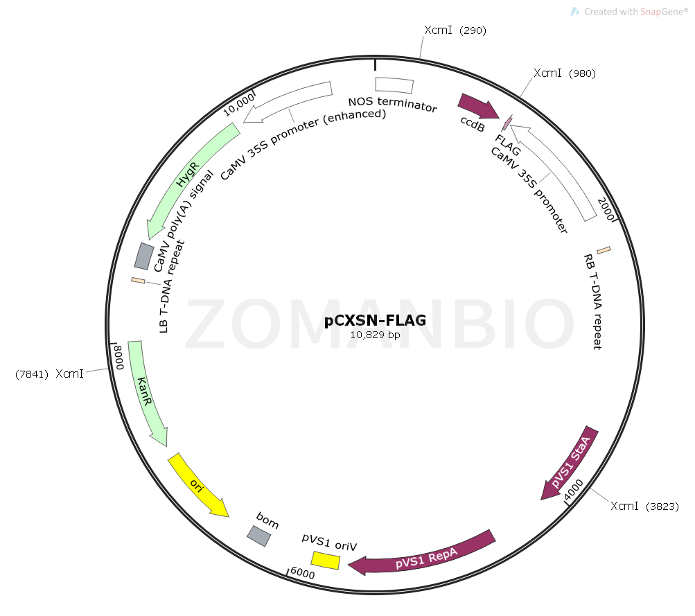 ZK1724 pCXSN-Flag.png