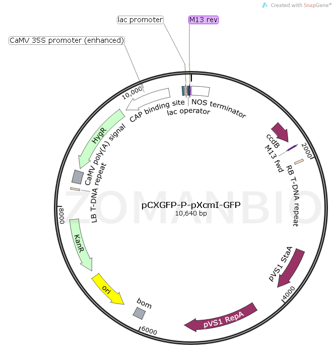 ZK1730 pCXGFP-P-pXcmI-GFP.png