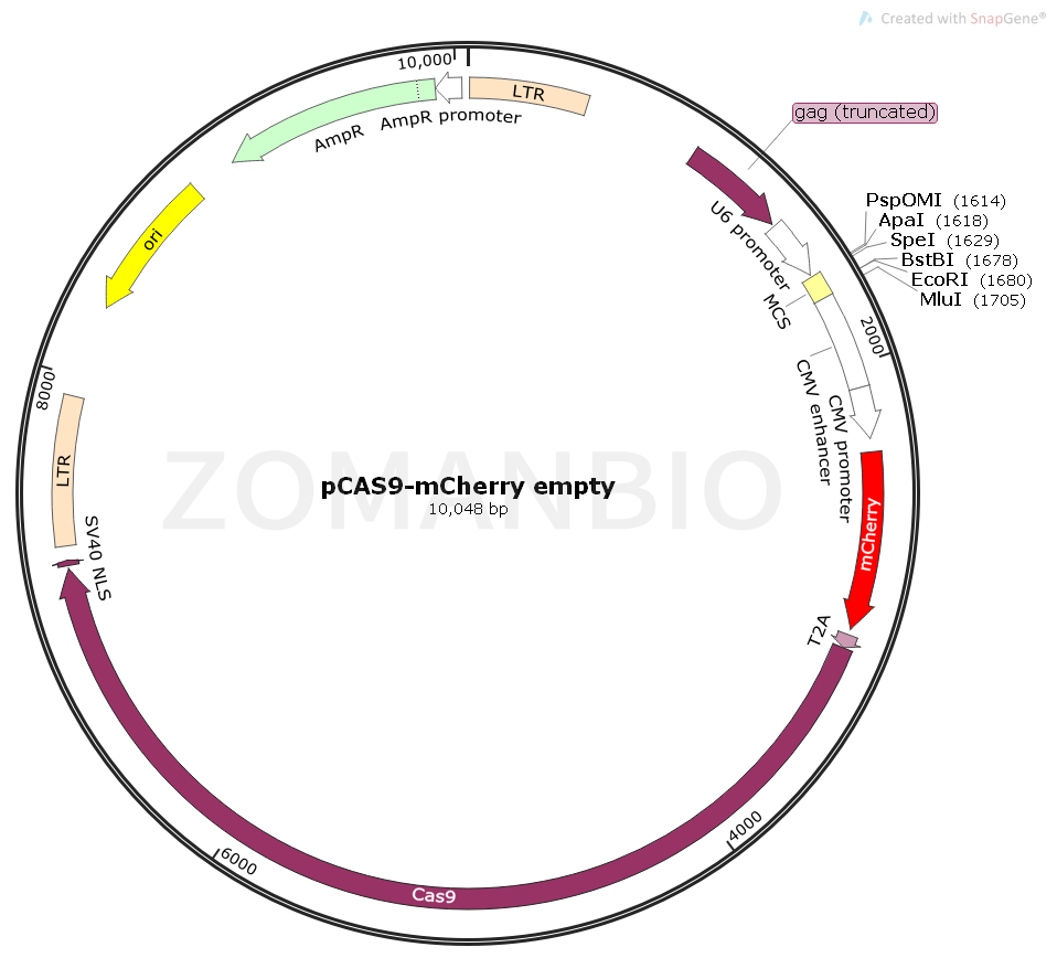 ZK1746 pCAS9-mCherry empty.png