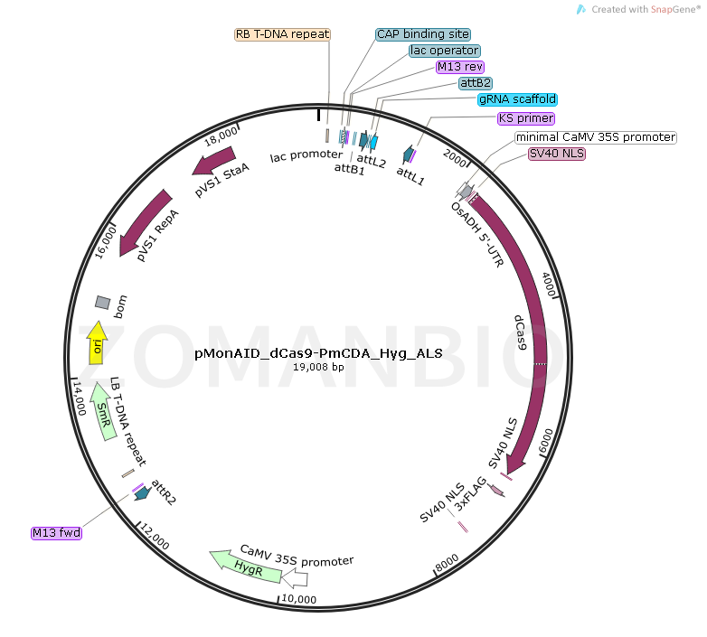 ZK1783 pMonAID_dCas9-PmCDA_Hyg_ALS.png