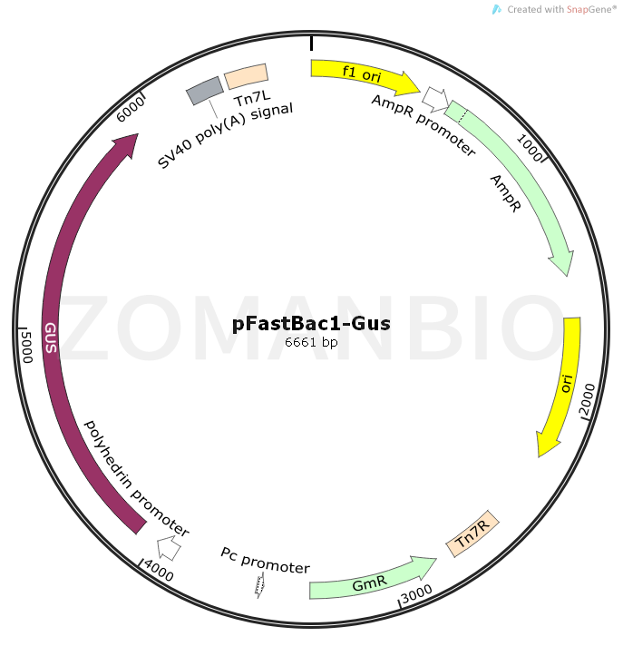 ZK1785 pFastBac1-Gus.png