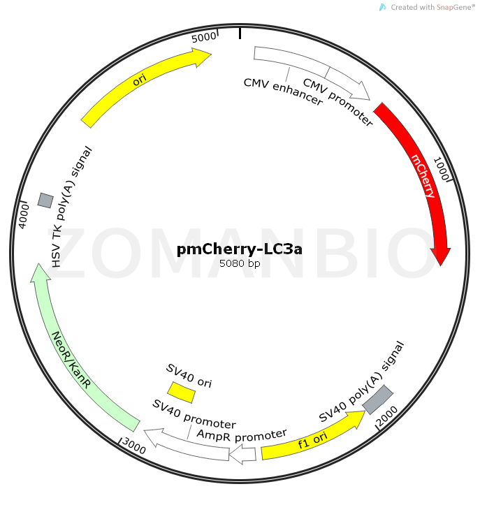 ZK1818 pmCherry-LC3a.png