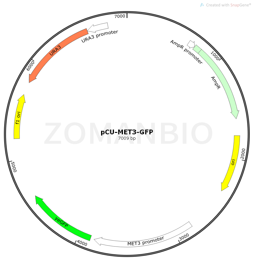 ZK1828 pCU-MET3-GFP.png