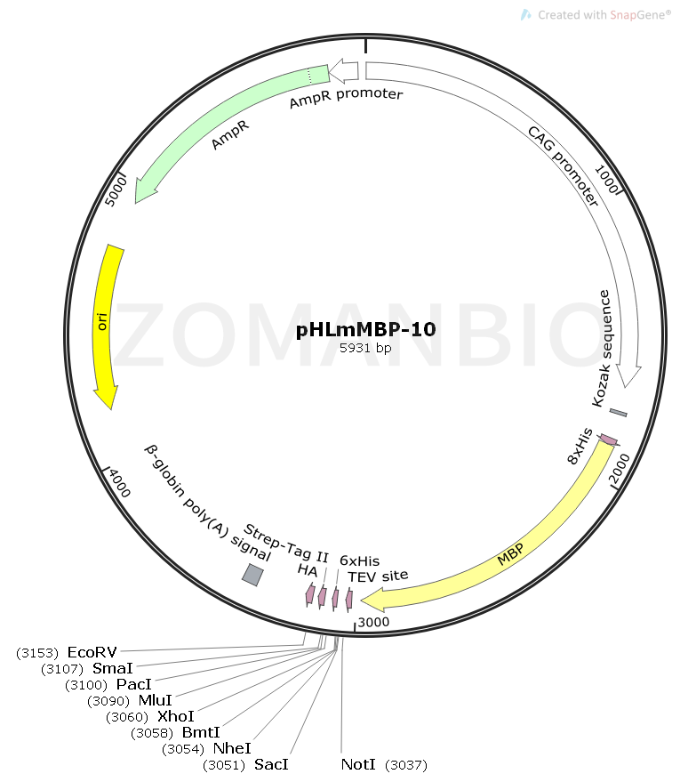 ZK1837 pHLmMBP-10.png