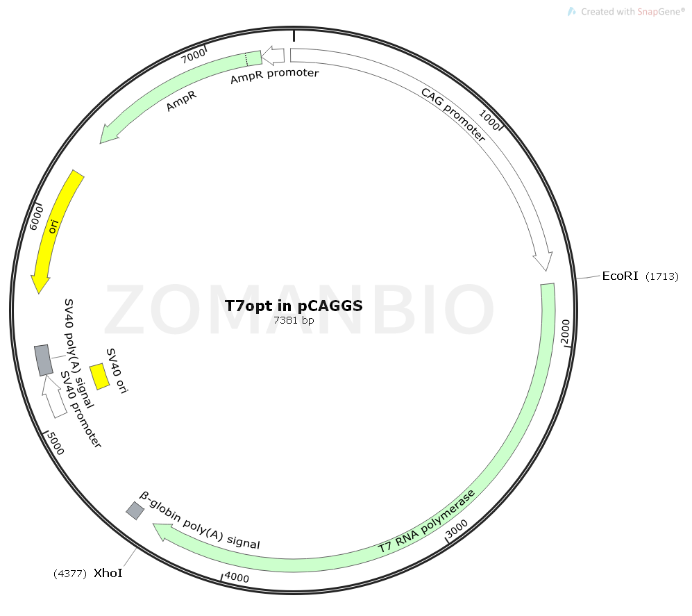 ZK1841 T7opt in pCAGGS(T7 RNA polymerase).png