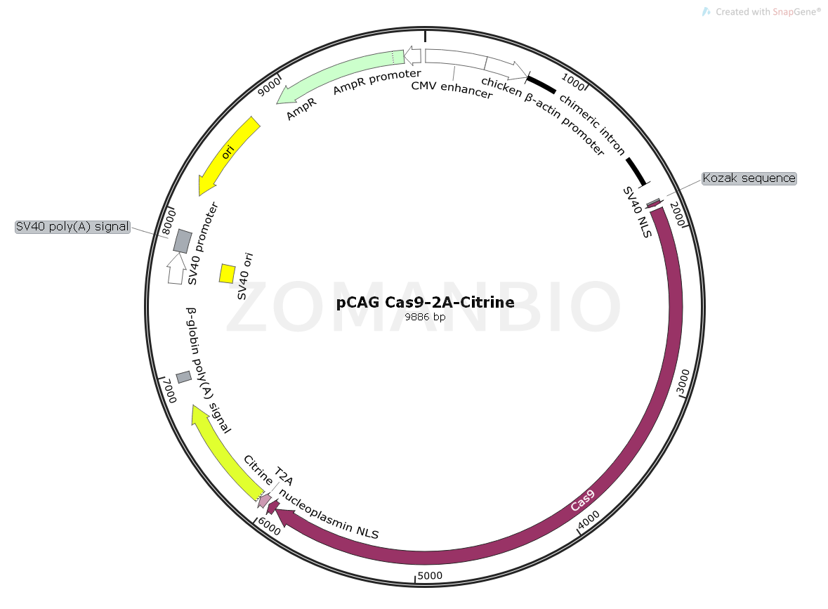 ZK1855 pCAG Cas9-2A-Citrine.png